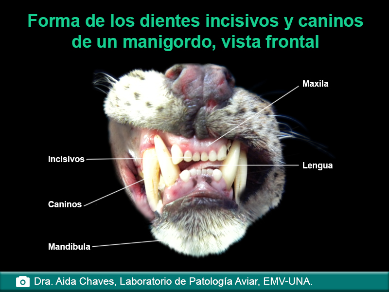 Forma de los dientes incisivos y caninos de un manigordo, vista frontal